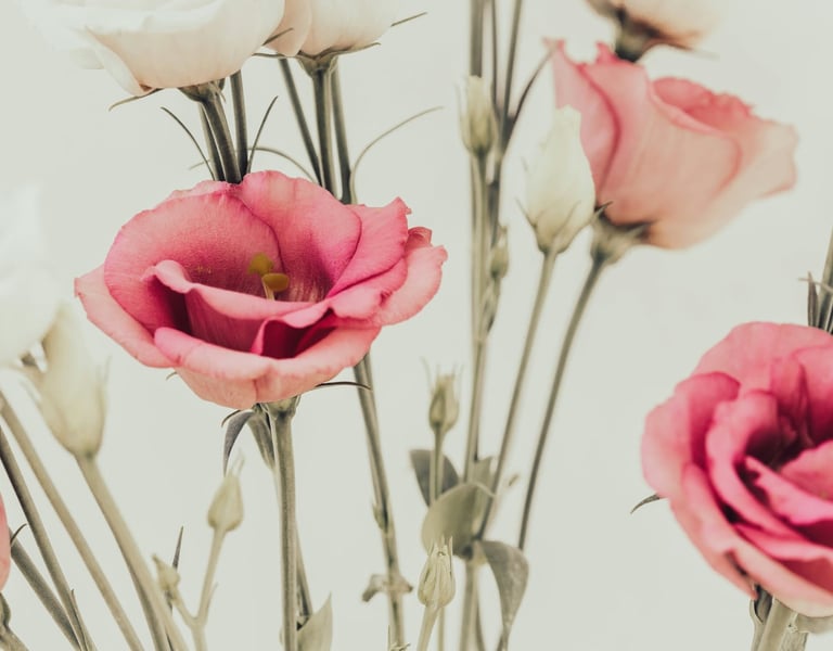 The Soft Reset guided audio collection for mothers to help create space and give permission to be.