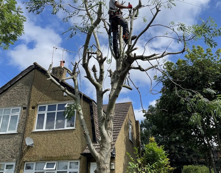 tree cut services at work