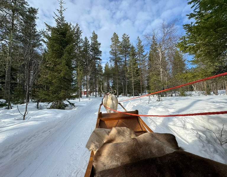 A reindeer sleigh ride through a snowy pine forest in Lapland under a blue winter sky.