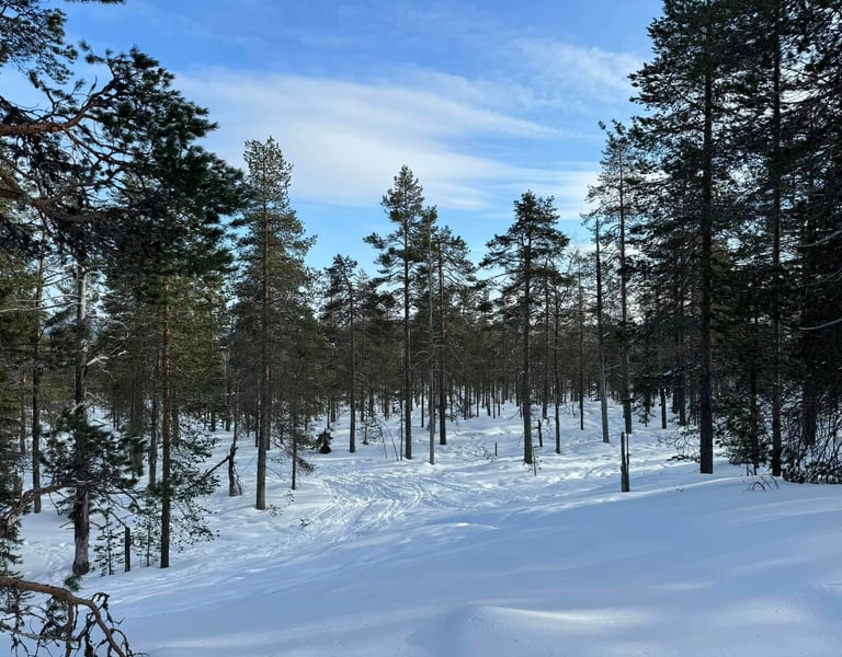 Snow-covered pine forest landscape with ski tracks in the deep winter snow under a blue sky.