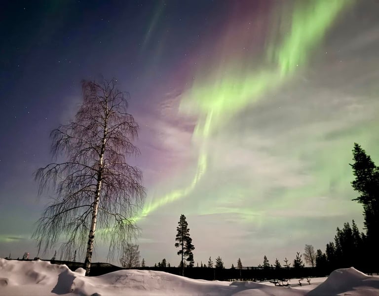 Green and purple aurora borealis northern lights over a snowy landscape with silhouetted trees.