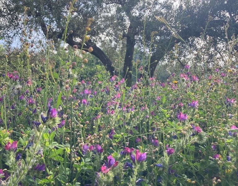 Field of wildflowers with purple and pink blooms, tall grasses, and olive trees in the background under a sunny sky.