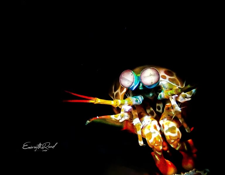 Peacock Mantis Shrimp underwater at Gili Trawangan scuba diving