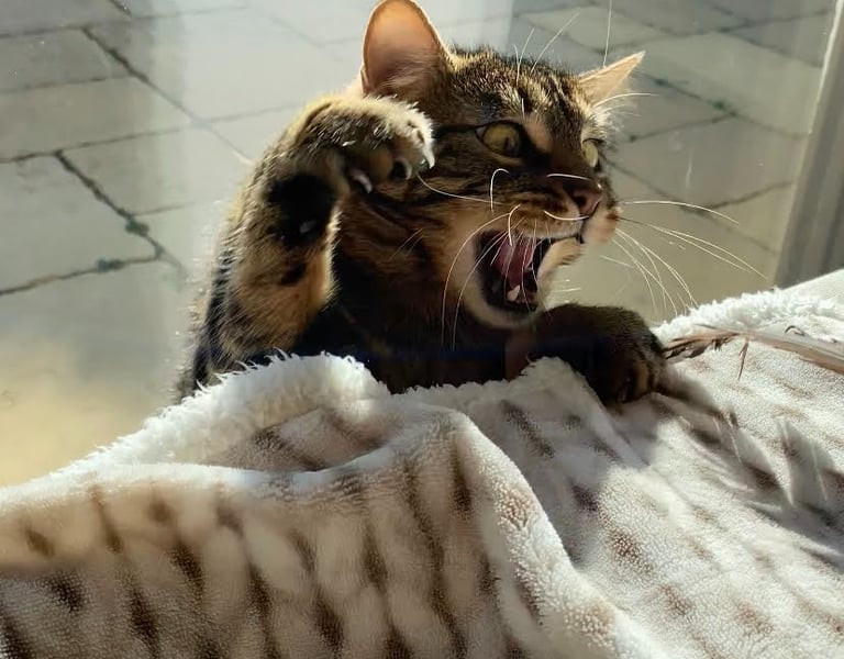 Katze beim Spielen
