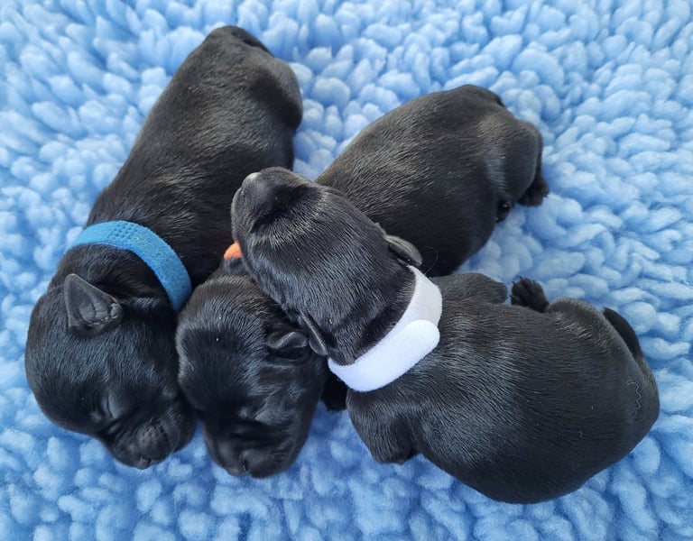 Chiots mâles Schnauzer miniature