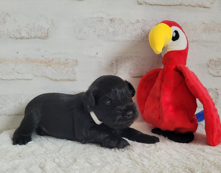 Chiot Schnauzer miniature