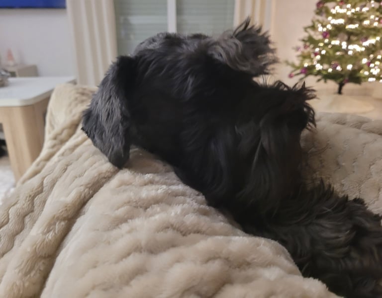 Tessie, Schnauzer nain noir