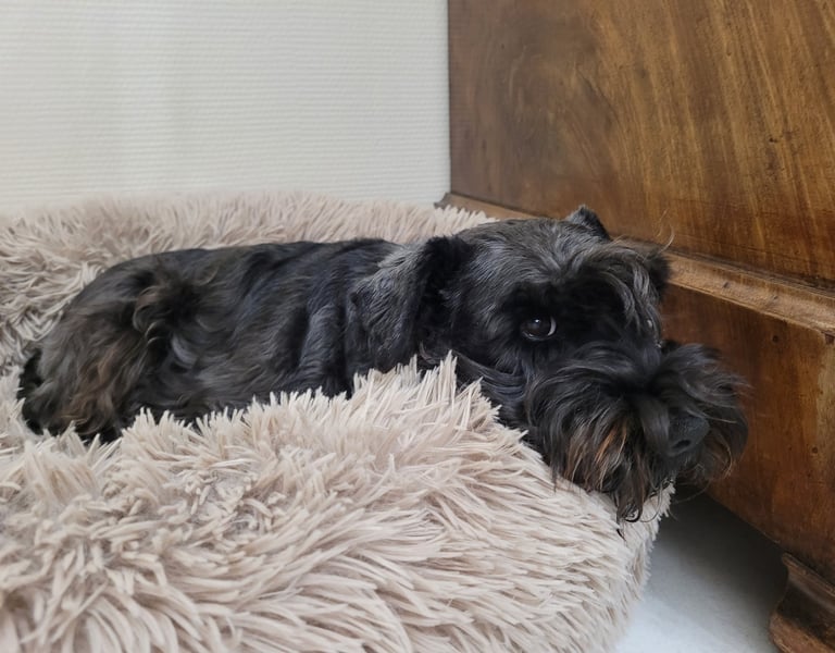 Trudi , élevage des Diamants Noirs d'Also