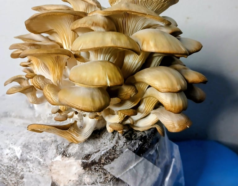 Blue oyster mushrooms that are discolored and cracked from having too low of humidity