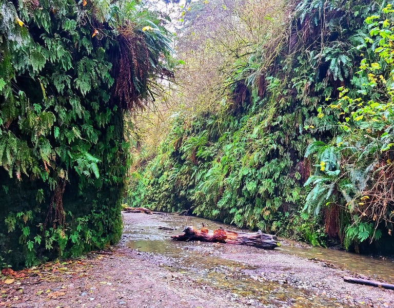 redwood national park, redwoods, fern canyon