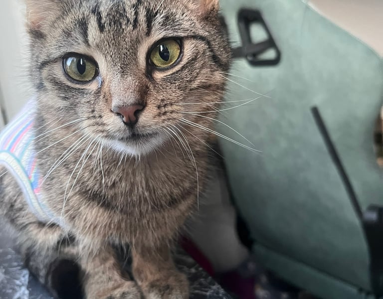 eine getigerte Katze, die in die Kamera schaut