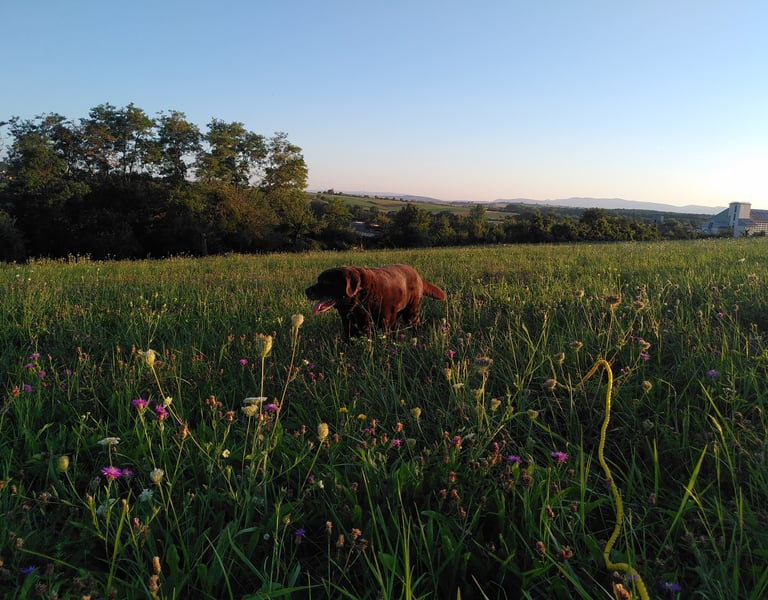 chien heureux en promenade