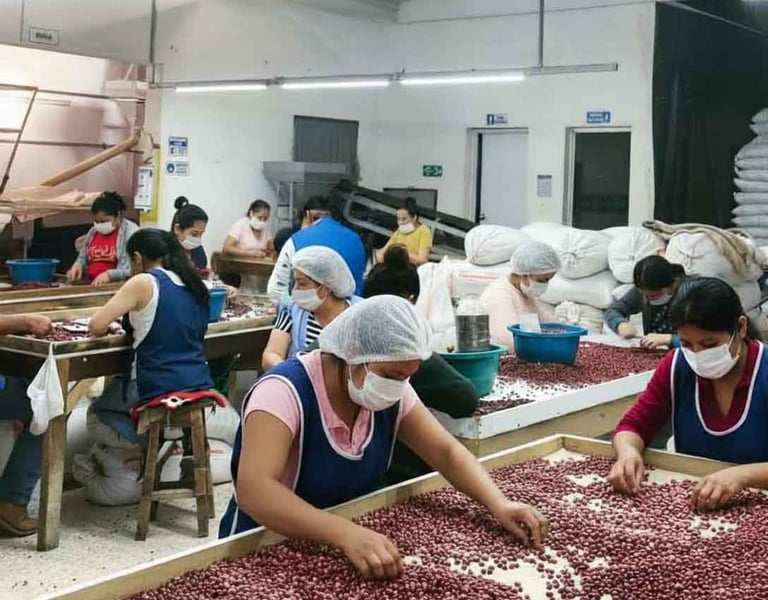 Seleccion-Manual-Granos-Frescos-La-Frijolera-Calidad-Superior-Artesanal