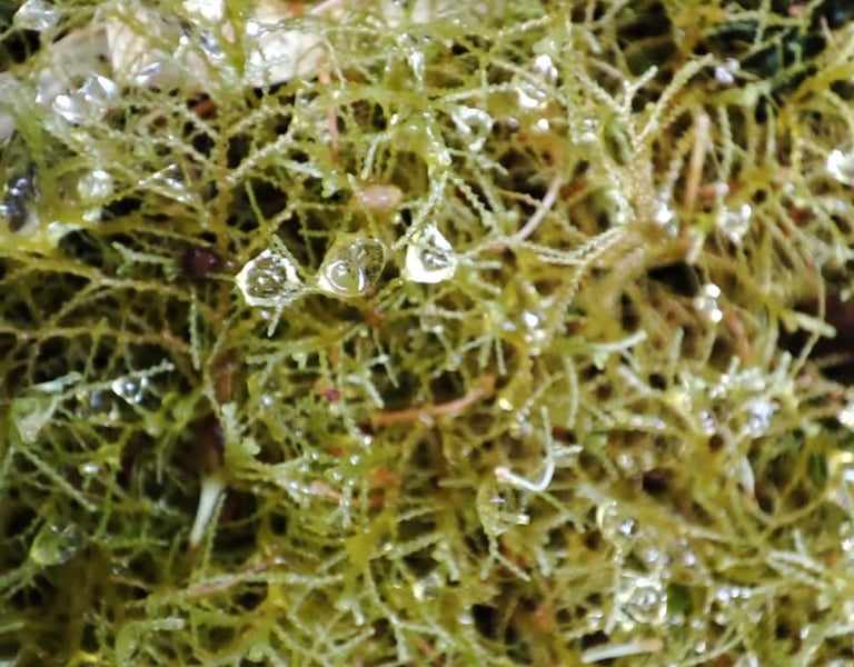 Musgo andino con gotas de agua en Reserva Natural El Páramo, Guasca