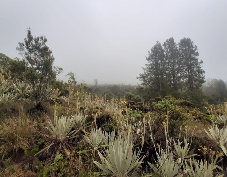 Paisaje de páramo con frailejones y neblina, Reserva Natural El Páramo, Guasca