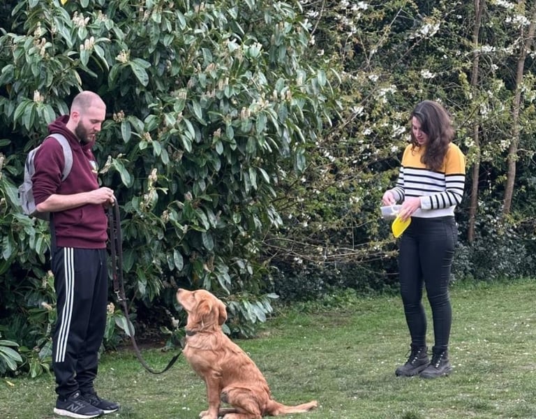 A golden retriever puppy sitting for obedience training with its owners in a green park.