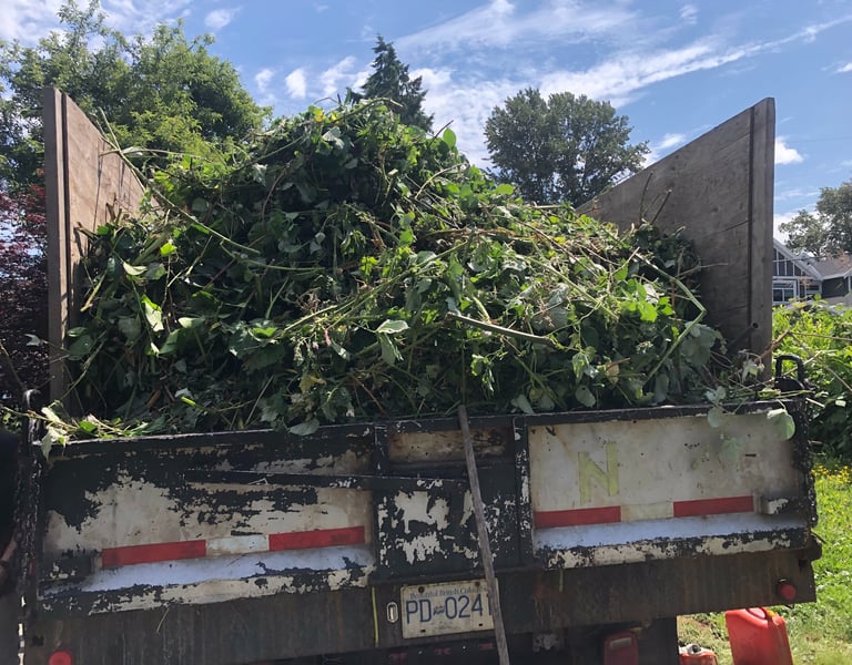 Truck load of blackberry bush cuttings.