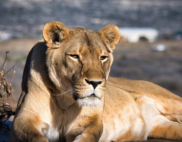 A majestic lioness resting on the ground in a sunlit outdoor safari habitat.