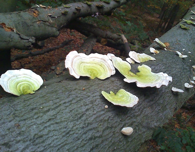 Lichtgroene paddestoelen op een omgevallen boomstam in het bos