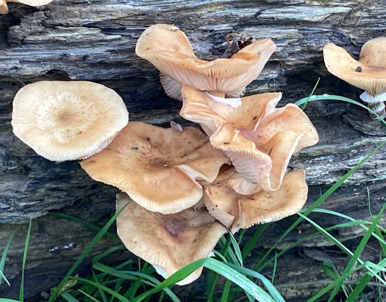 Groepje lichtbruine paddenstoelen op een verweerde boomstam tussen gras en bladeren.