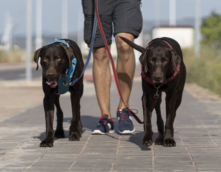 Dog walking in Lynnwood, with professional pet sitters, offering trusted care for your dogs pets