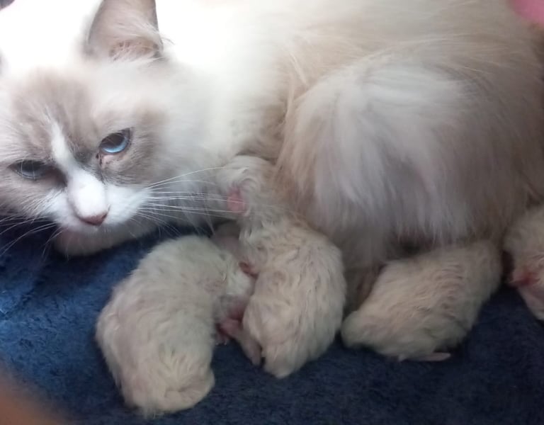 A white and grey Ragdoll mother cat nursing her litter of newborn kittens on a blue blanket.