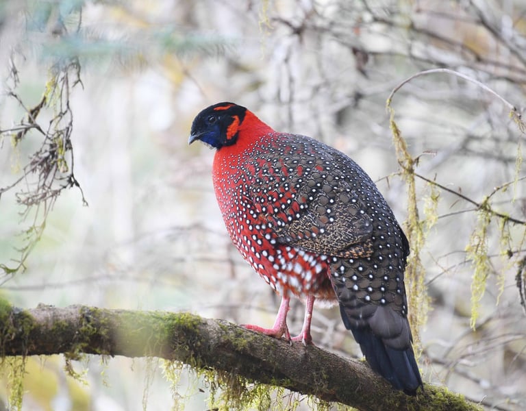 satyr-tragopan-spotted-at-the-Khaling-to-Khardungla-Trail-in-Eastern-Bhutan