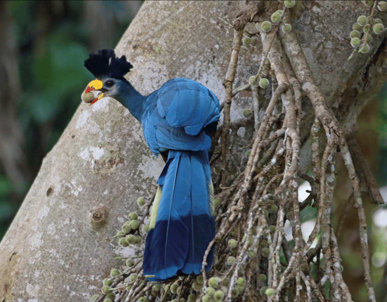 Great Blue Turaco