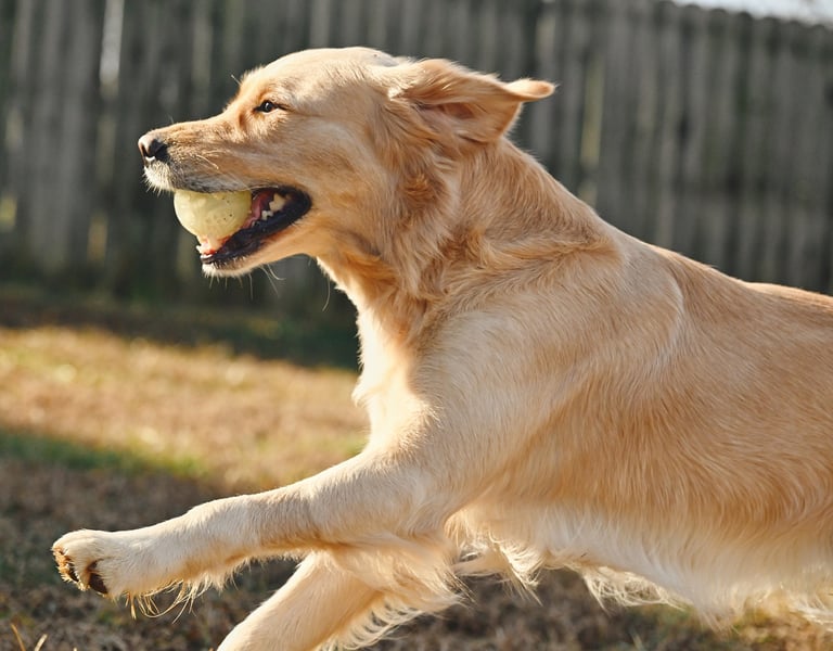a dog is playing with a tennis ball in a backyard