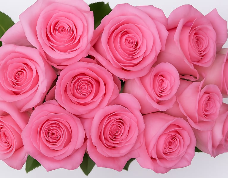 Bight pink export roses from Ecuador, fresh wholesale flowers