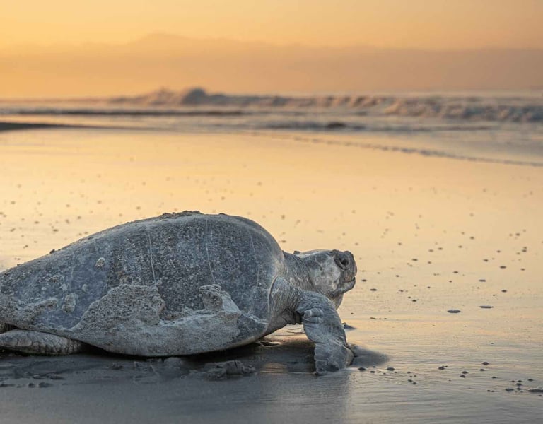 Zeeschildpad op een strand tijdens een prachtige zonsondergang.