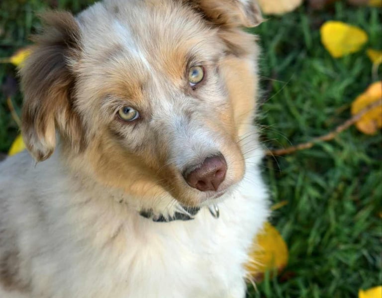 Dog board and train option in North Idaho.