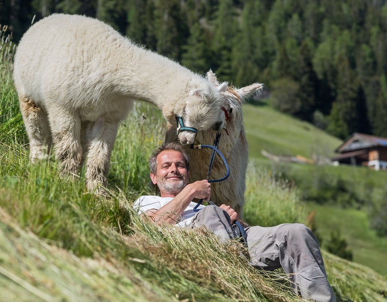 Fotoshootings mit Alpakas