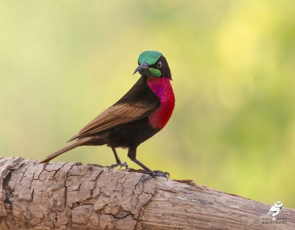 Een exotische vogel met een glanzend groene kop, een dieprode borst en bruine vleugels.