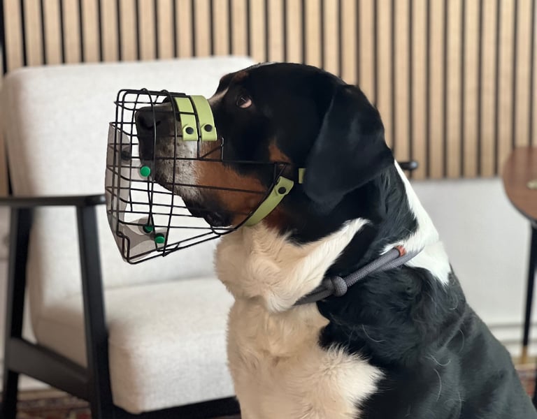 Hund mit Maulkorb und Fressschutz