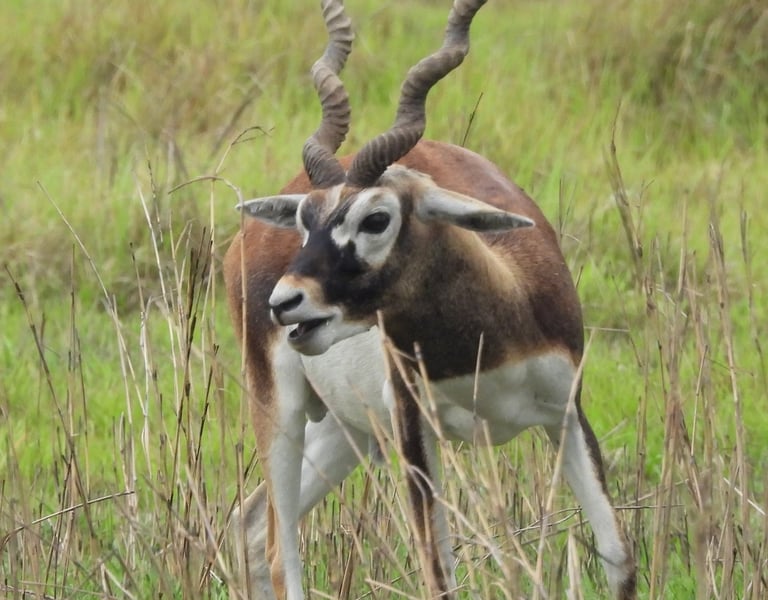 Male Black buck in Khairapur