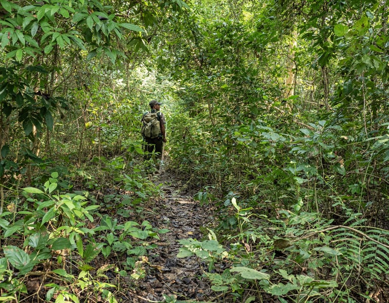 Daman in Bardiya jungle