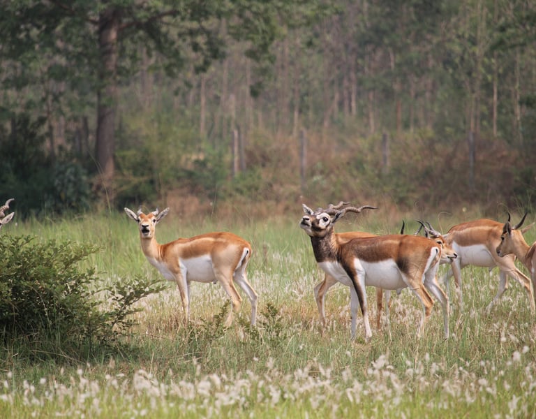 Black-buck in Khairapur reserve