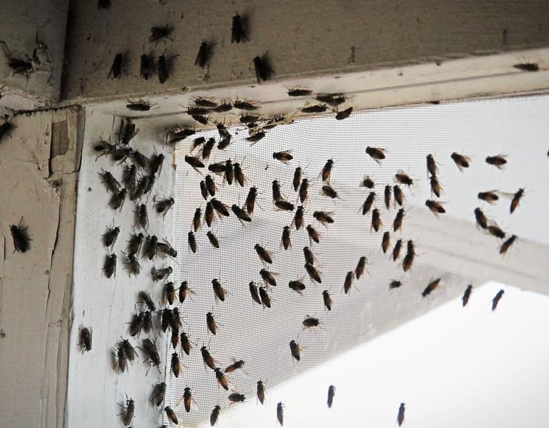 dezynsekcja much śląsk mucha zwalczanie muchy