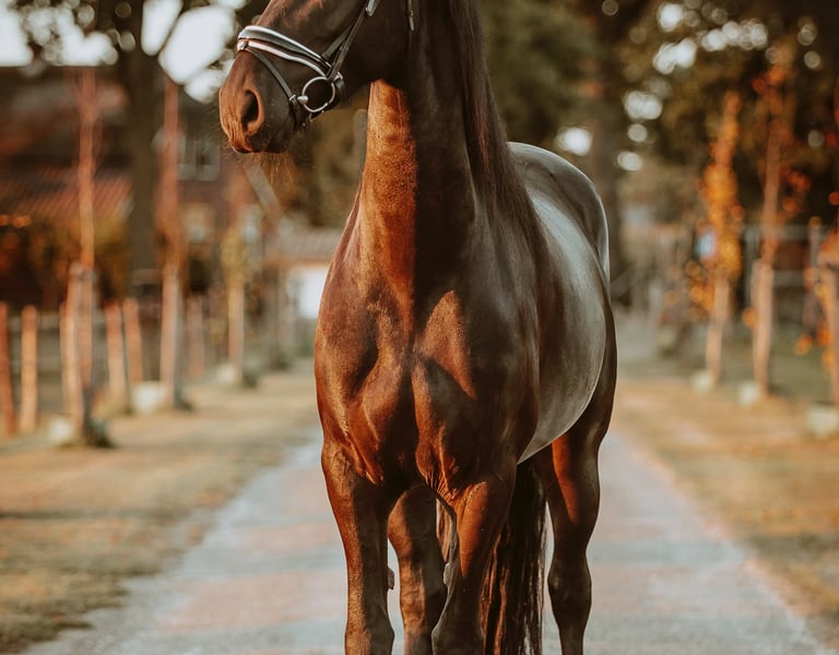 Een paard standfoto zonsondergang 
