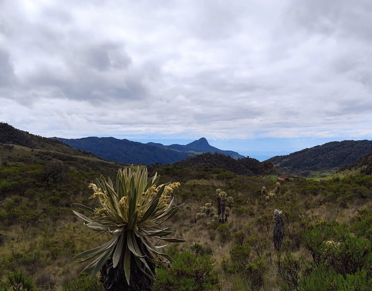 Frailejones y humedales en el páramo camino a Laguna Bombona.