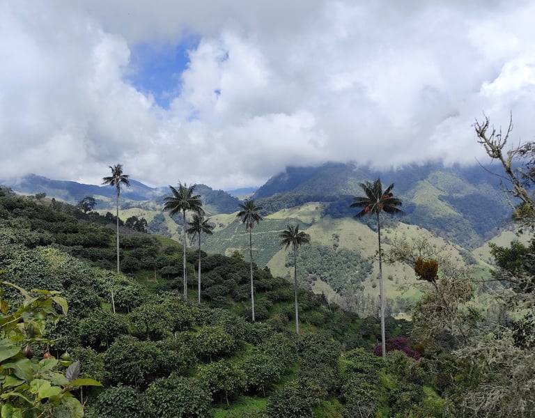 Sendero entre palmas de cera en la Ruta Loros Orejiamarillo