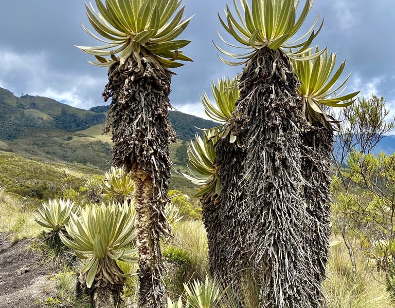Frailejones en el páramo con niebla y montaña andina al fondo