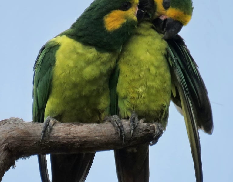 Bosque de palma de cera hábitat del loro orejiamarillo en Anzoátegui