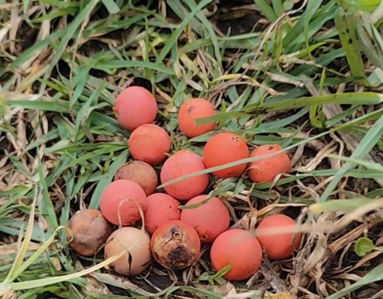 Semillas de palma de cera listas para germinación en el proyecto Nueva Esperanza.