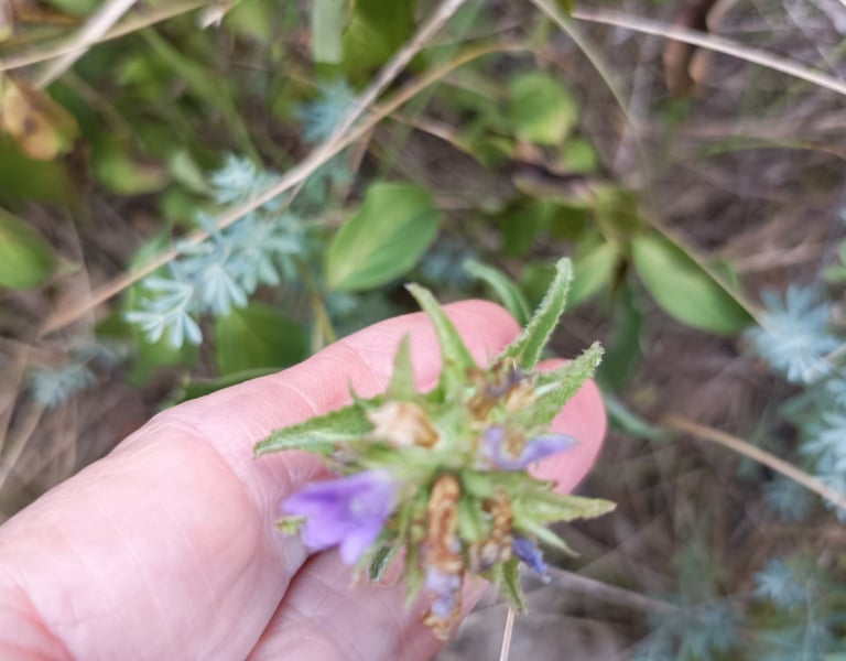 A tiny campanula 