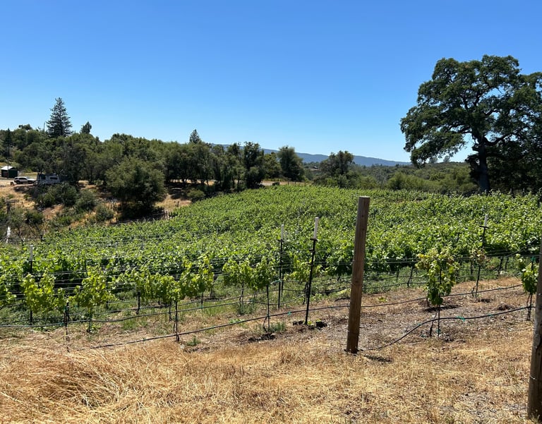 Rows of grape vines are surrounded by oak trees