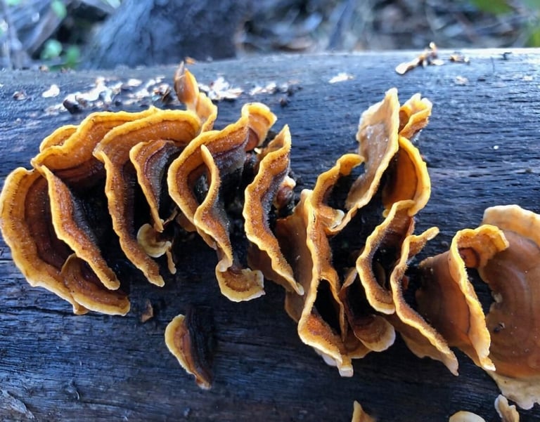 Tan and brown fungus grows on a burnt log
