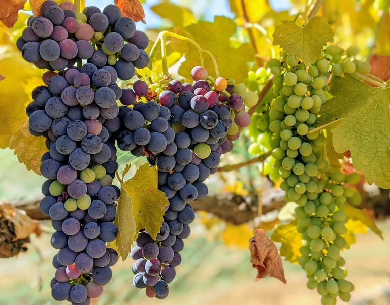 Clusters of purple and green grapes hang on a vine
