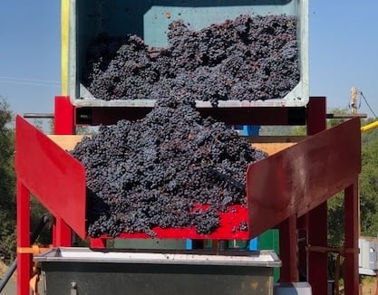 Dark purple grapes fall from a bin into a hopper